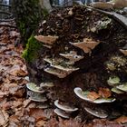 Details im Wald, hier: eine Pilzversammlung auf einem Buchenstamm