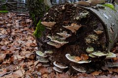 Details im Wald, hier: eine Pilzversammlung auf einem Buchenstamm