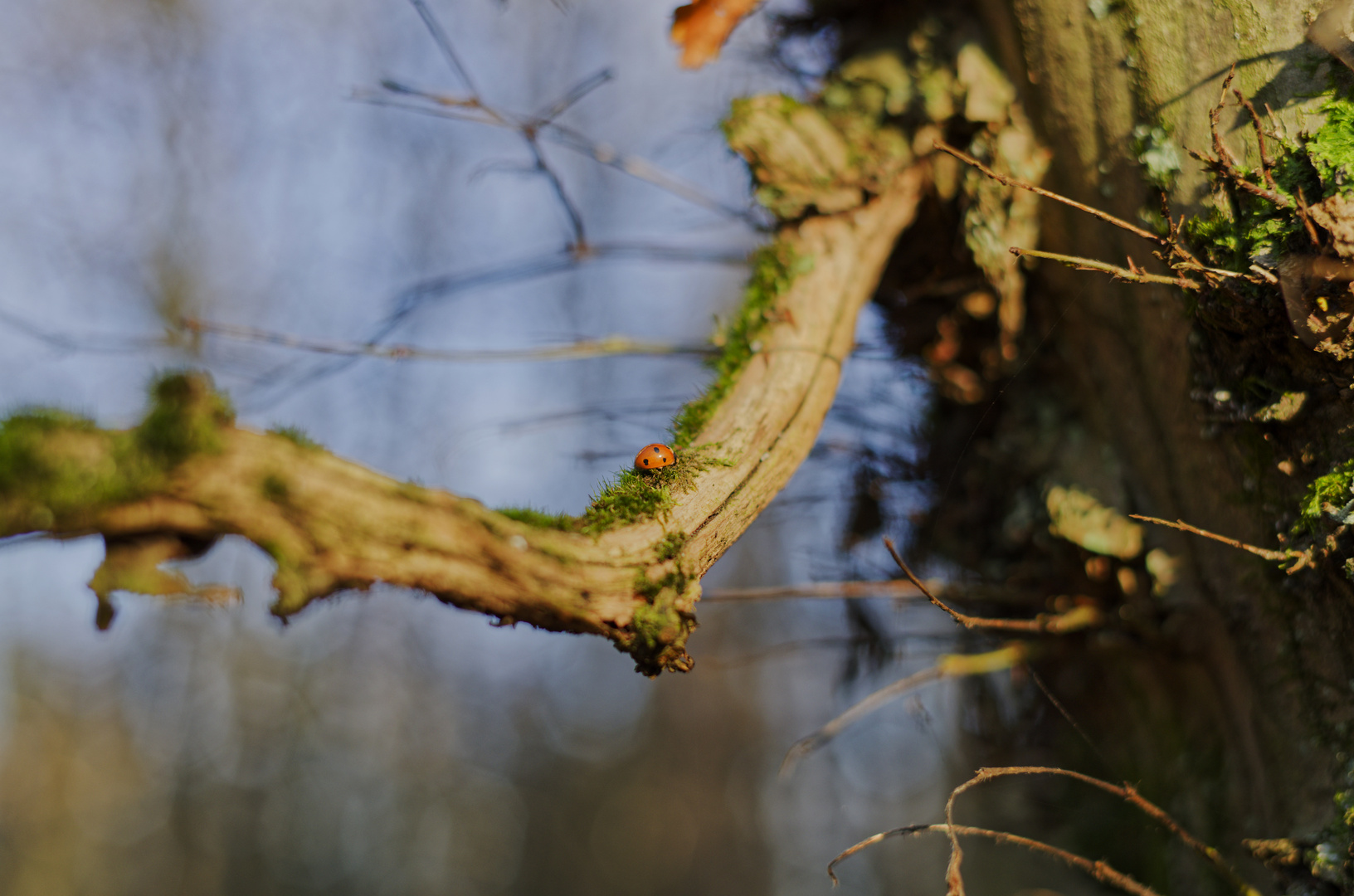 Details im Wald, hier: einsam im Winter