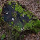 Details im Wald, hier: Eroberung