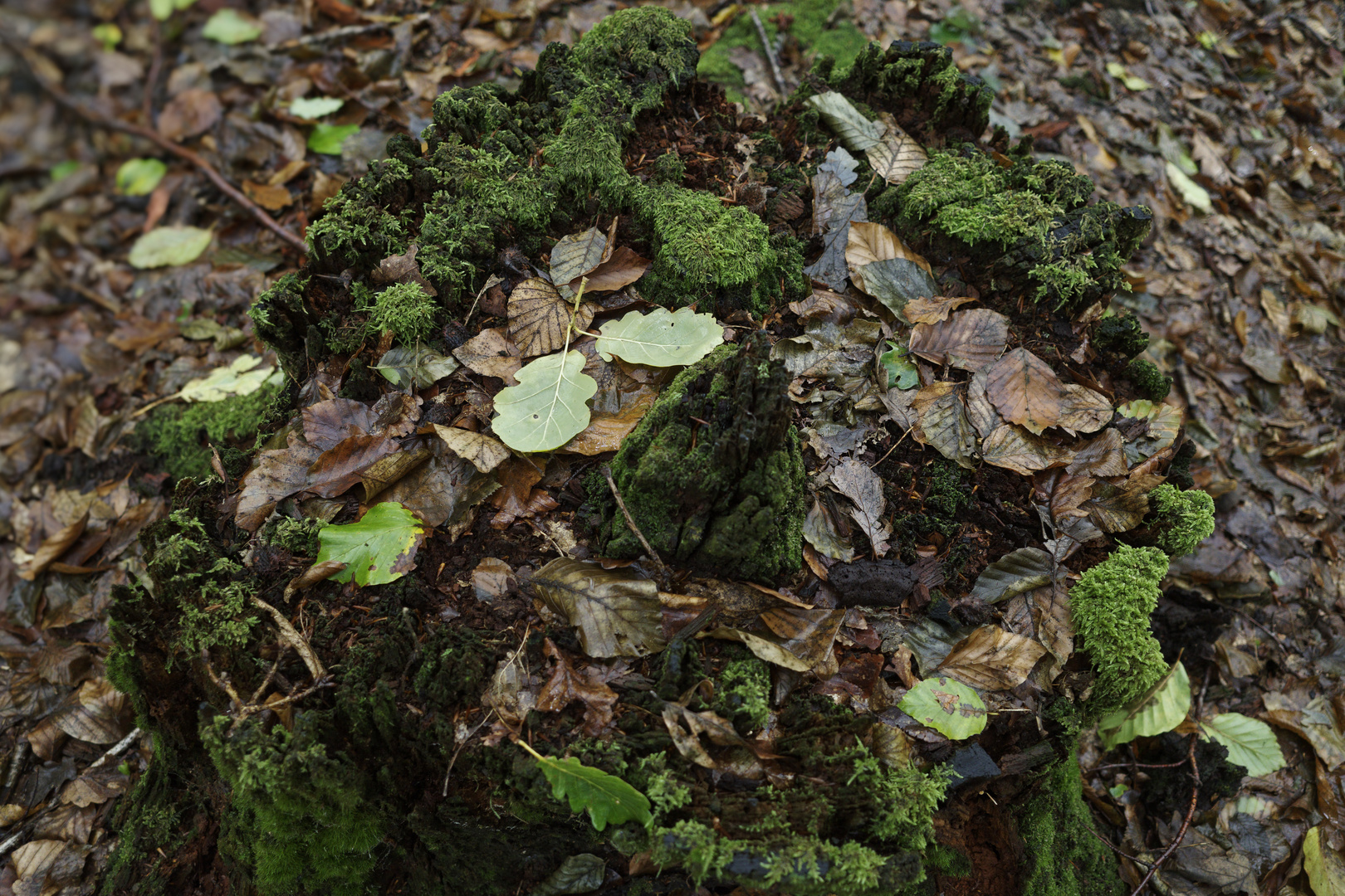 Details im Wald, hier: erste Herbstblätter