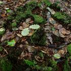 Details im Wald, hier: erste Herbstblätter