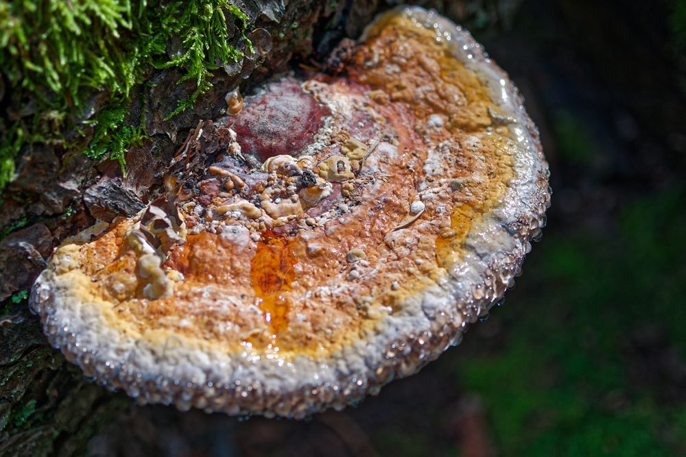 Details im Wald, hier: farbenfroher Baumpilz