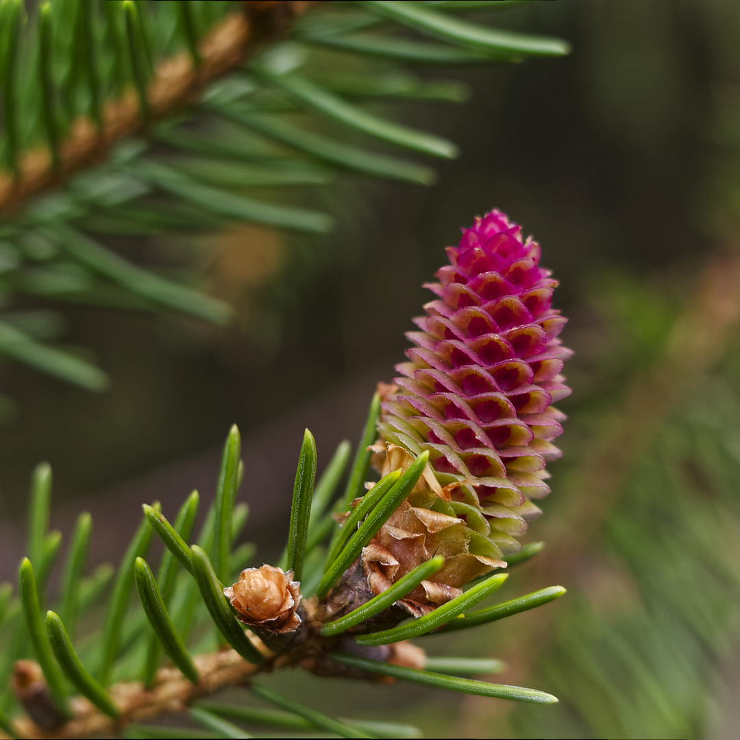 Details im Wald, hier: farbenfroher Zapfen