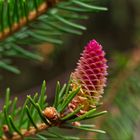 Details im Wald, hier: farbenfroher Zapfen