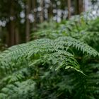 Details im Wald, hier: Farnblätter