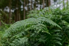 Details im Wald, hier: Farnblätter