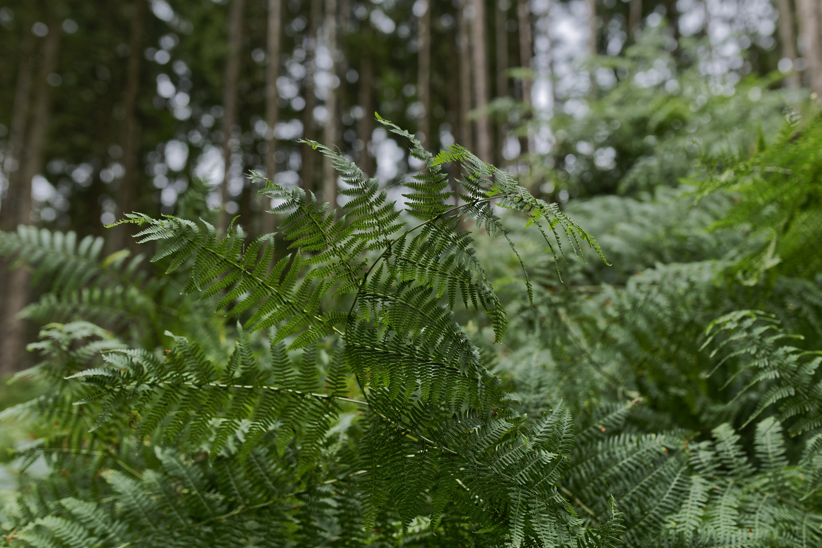 Details im Wald, hier: Farnblätter