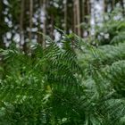 Details im Wald, hier: Farnblätter