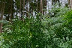 Details im Wald, hier: Farnblätter