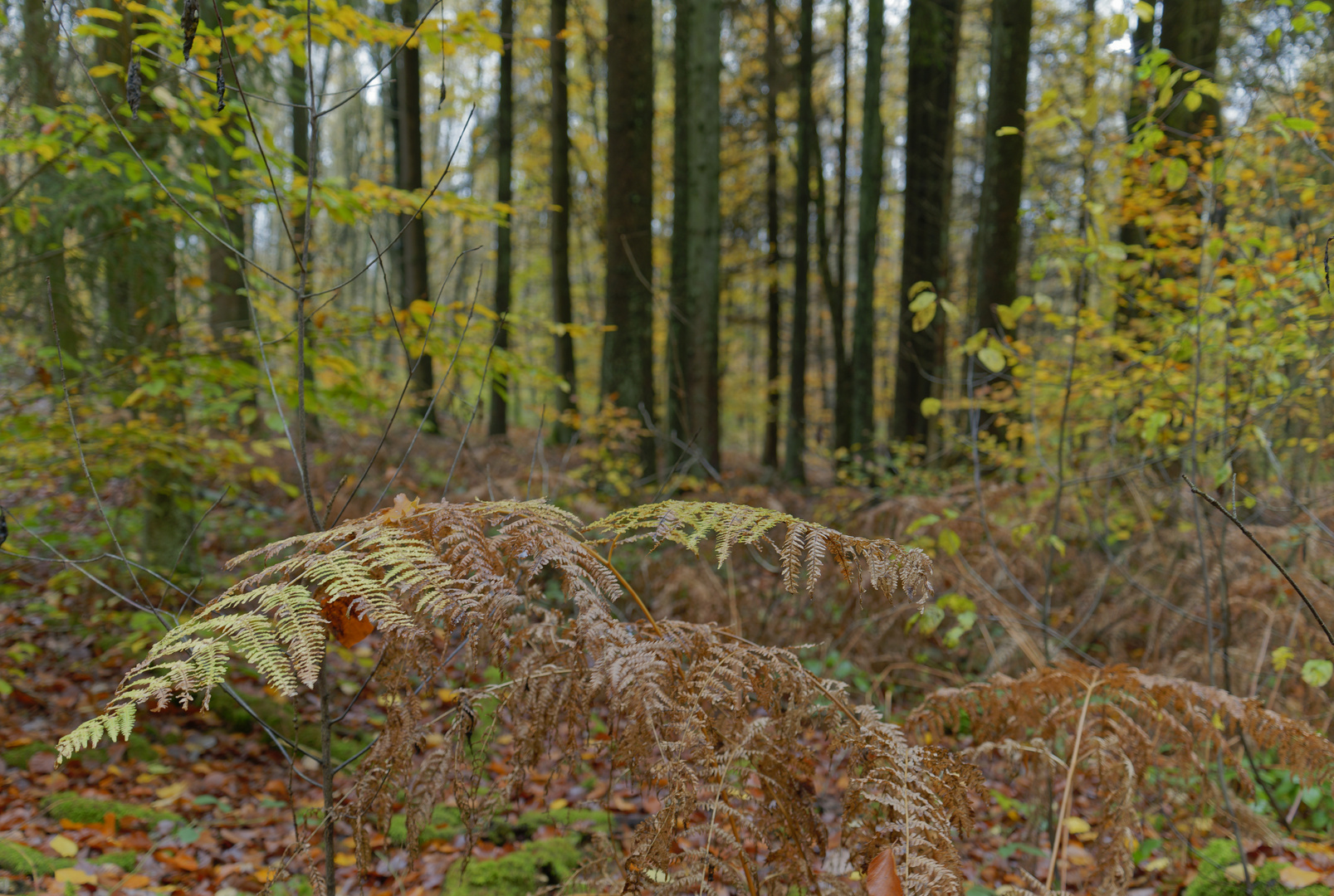 Details im Wald, hier: Farnblätter im Herbstwald