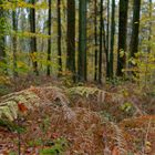 Details im Wald, hier: Farnblätter im Herbstwald