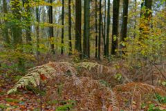 Details im Wald, hier: Farnblätter im Herbstwald