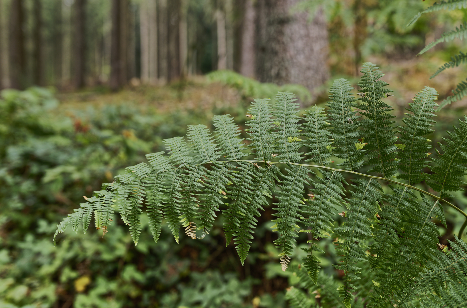 Details im Wald, hier: Farnblatt