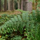 Details im Wald, hier: Farnblatt