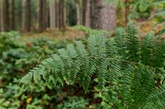 Details im Wald, hier: Farnblatt