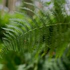 Details im Wald, hier: Farnblatt