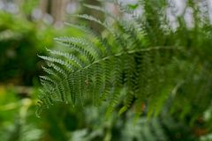 Details im Wald, hier: Farnblatt