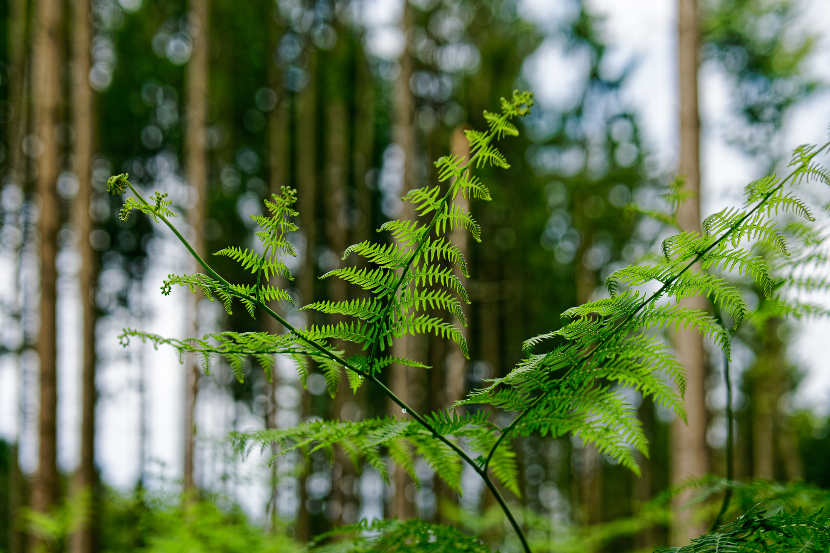 Details im Wald, hier: Farnkrautblätter 