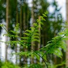 Details im Wald, hier: Farnkrautblätter 