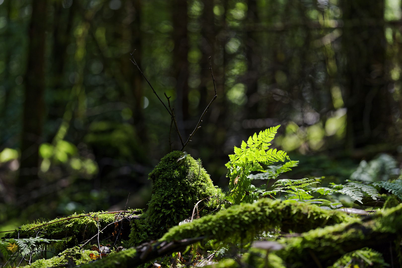 Details im Wald, hier: Farnkrautbüschel im Streiflicht