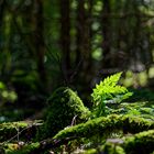 Details im Wald, hier: Farnkrautbüschel im Streiflicht