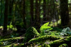 Details im Wald, hier: Farnkrautbüschel im Streiflicht