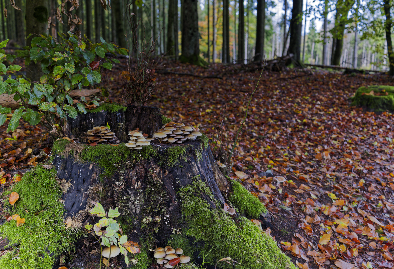 Details im Wald, hier: Fichtenbaumstumpf mit Pilzgruppen