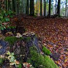 Details im Wald, hier: Fichtenbaumstumpf mit Pilzgruppen