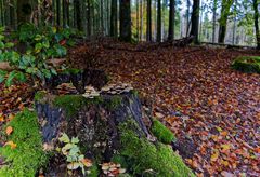 Details im Wald, hier: Fichtenbaumstumpf mit Pilzgruppen