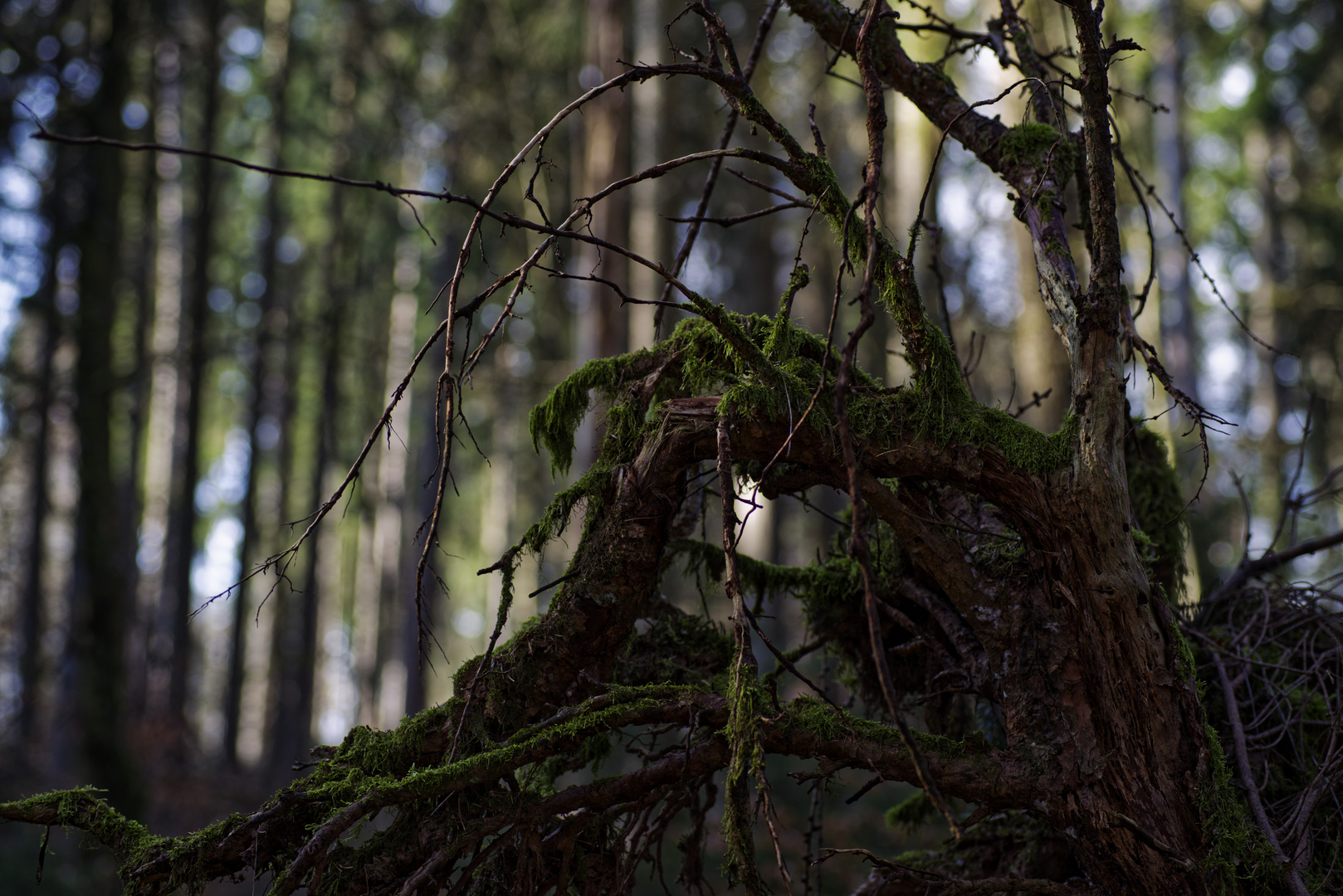 Details im Wald: hier: Fichtenwurzeln
