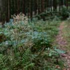 Details im Wald, hier: filigraner Samenstand