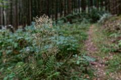 Details im Wald, hier: filigraner Samenstand