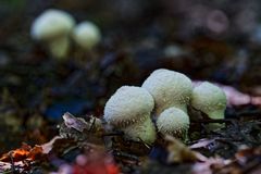 Details im Wald, hier: Flaschenstäublinge