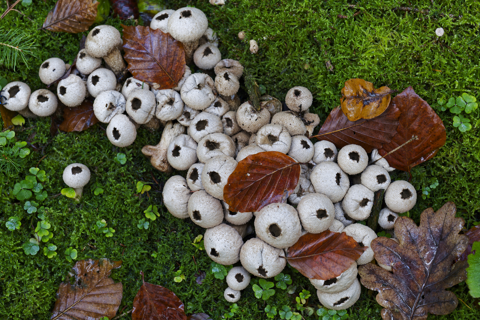 Details im Wald, hier: Flaschenstäublinge im Moos