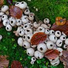 Details im Wald, hier: Flaschenstäublinge im Moos