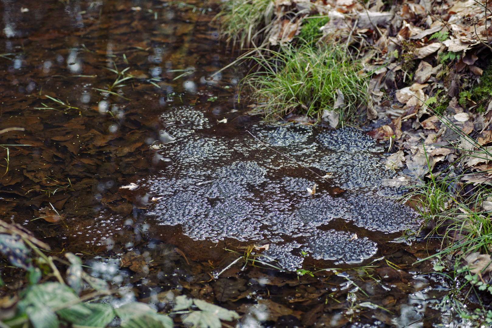 Details im Wald, hier: Froschlaich im Waldtümpel