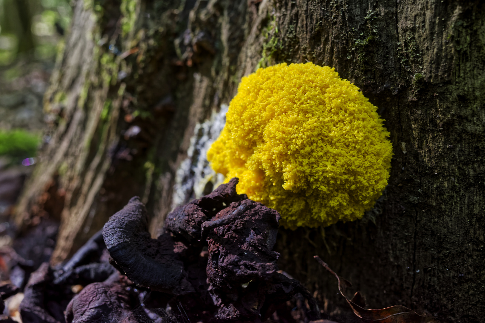 Details im Wald, hier: Gelbe Lohblüte (Hexenbutter)