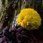 Details im Wald, hier: Gelbe Lohblüte (Hexenbutter)