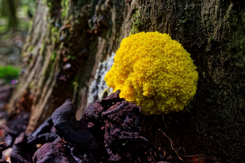 Details im Wald, hier: Gelbe Lohblüte (Hexenbutter)