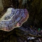 Details im Wald, hier: gepuderter Baumschwamm