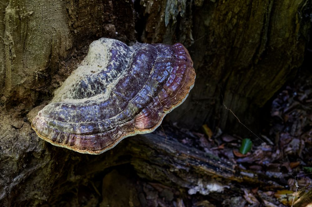 Details im Wald, hier: gepuderter Baumschwamm