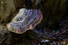 Details im Wald, hier: gepuderter Baumschwamm