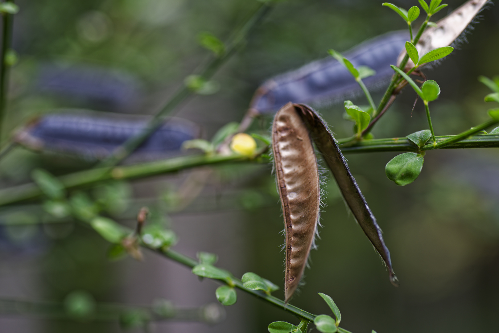 Details im Wald, hier: Ginsterschoten