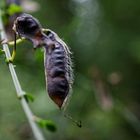 Details im Wald, hier: Ginsterschoten 