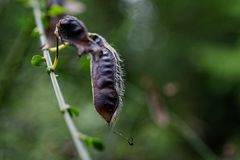 Details im Wald, hier: Ginsterschoten 