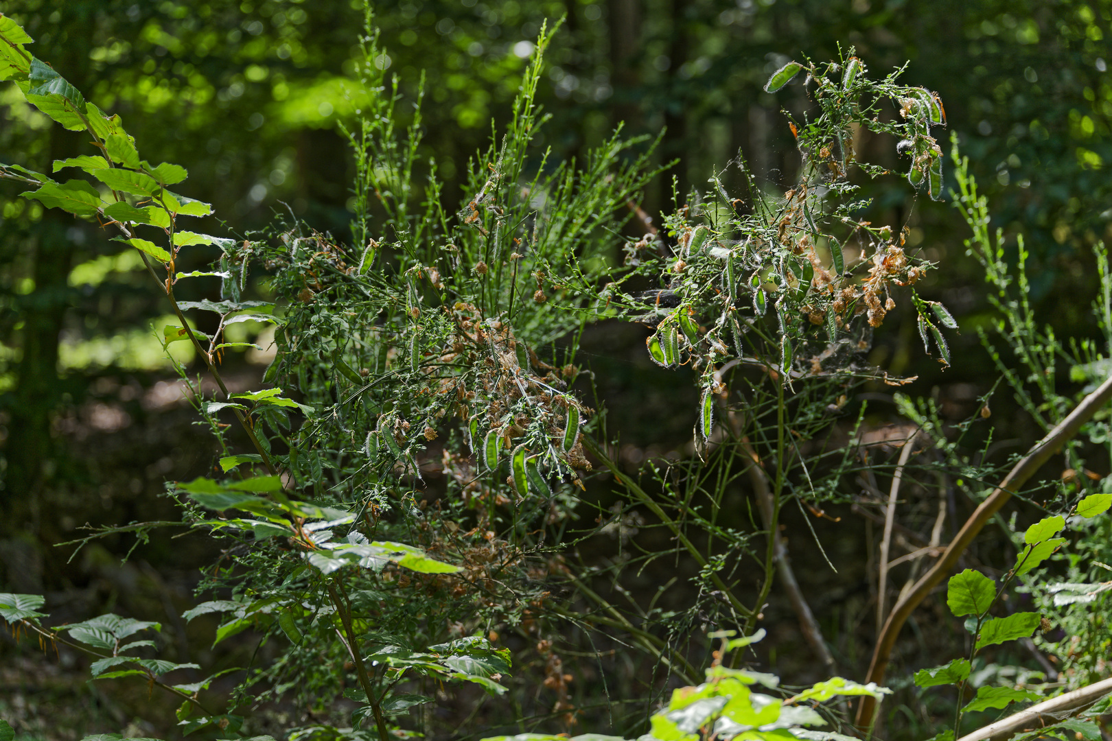 Details im Wald, hier: Ginsterschoten im Licht