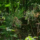 Details im Wald, hier: Ginsterschoten im Licht