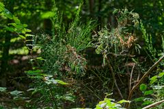 Details im Wald, hier: Ginsterschoten im Licht