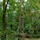 Details im Wald, hier: Ginsterzweige mit Schoten